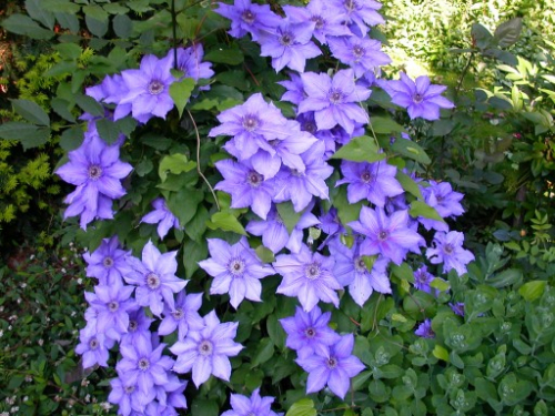Clematis Lasurstern