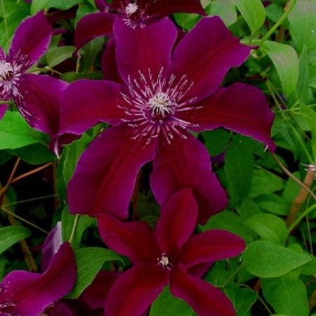 Clematis Huvi