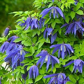 Clematis Jiska