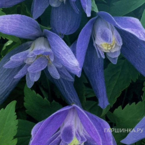 Clematis Jiska