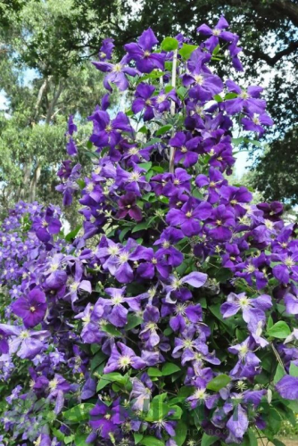 Clematis Jackmanii Superba