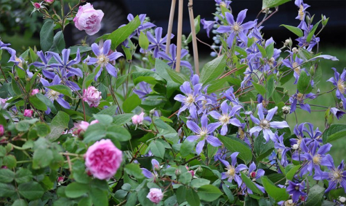 Clematis Juuli