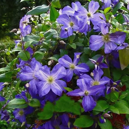 Clematis Jenny