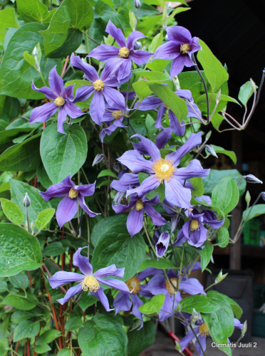 Clematis Juuli