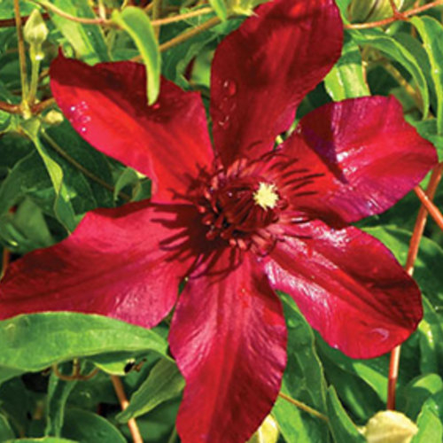 Clematis Huvi