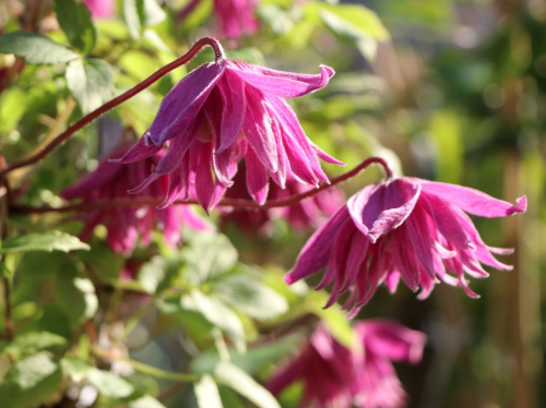Clematis Imke