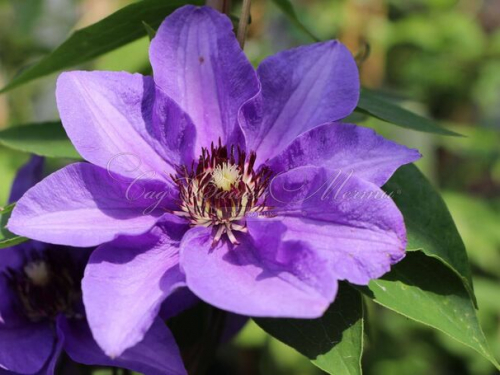 Clematis Koningskind