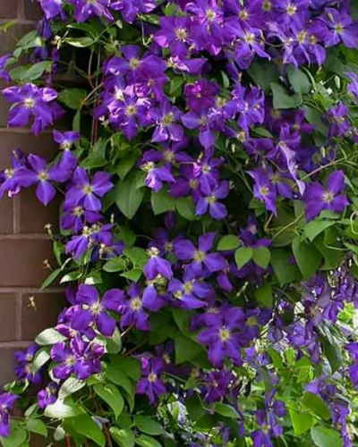 Clematis Jackmanii