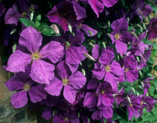 Clematis Jackmanii Superba