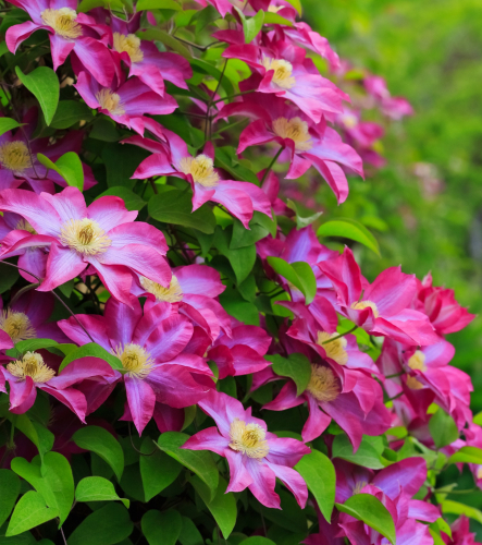 Clematis Kakio (Pink Champagne)