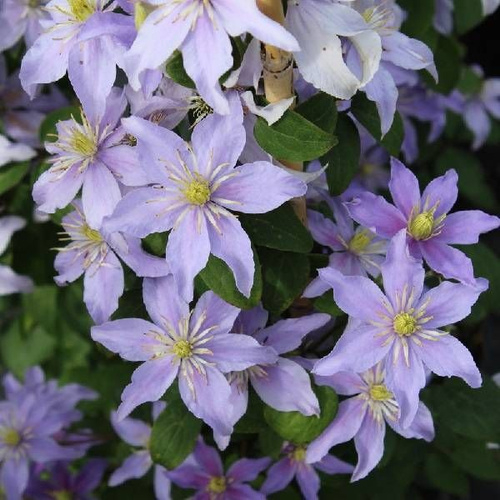 Clematis Justa