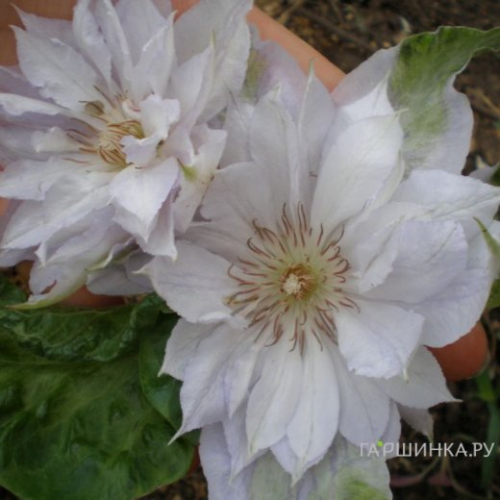 Clematis Jackmanii Alba