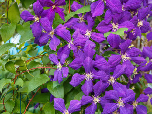Clematis Jackmanii Superba