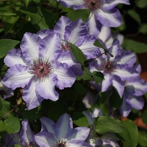 Clematis Ivan Olsson