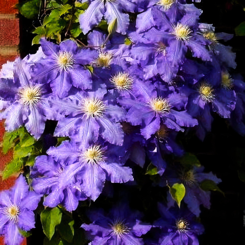 Clematis Lasurstern