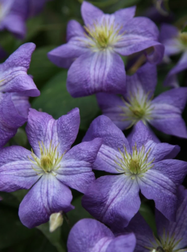 Clematis Jenny
