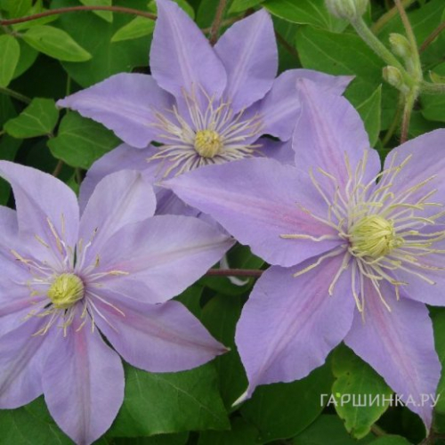 Clematis Justa