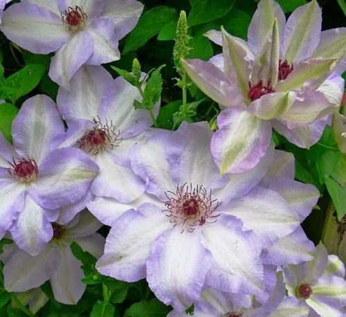 Clematis Ivan Olsson
