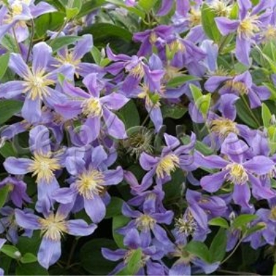 Clematis Juuli