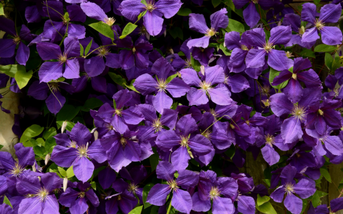 Clematis Jackmanii