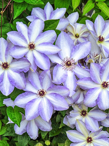 Clematis Ivan Olsson