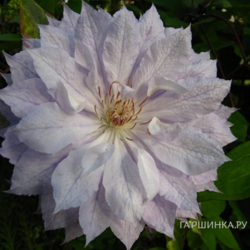 Clematis Jackmanii Alba
