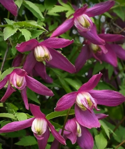 Clematis Jutta
