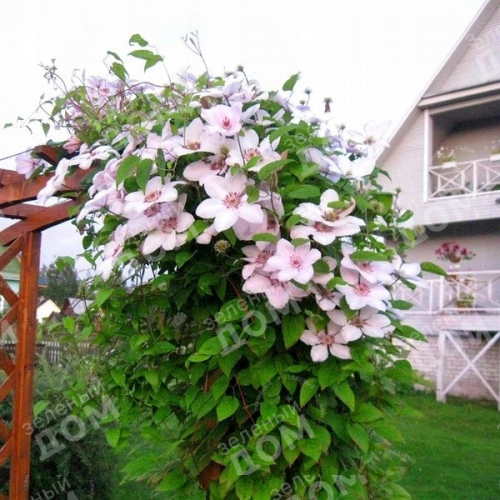 Clematis John Paul II (Jan Pawell II)