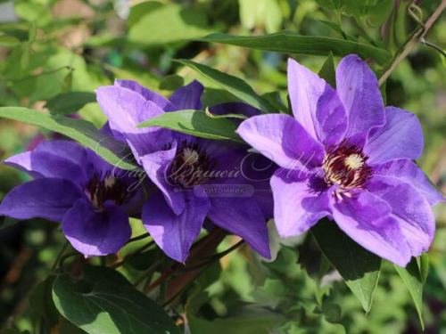 Clematis Koningskind
