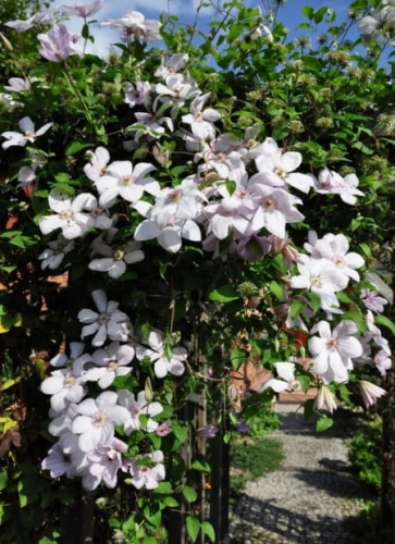 Clematis John Paul II (Jan Pawell II)
