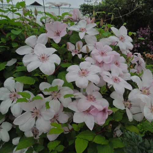 Clematis John Paul II (Jan Pawell II)