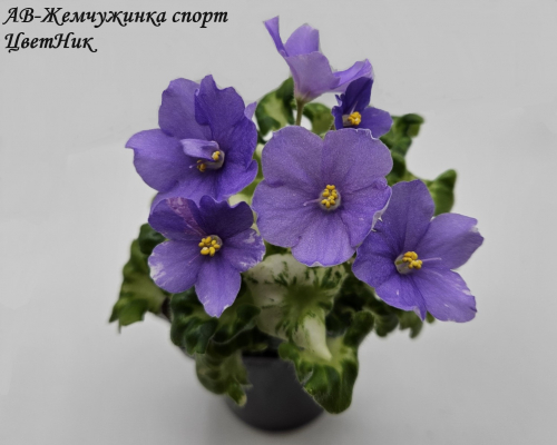 Фиалка АВ-Жемчужинка спорт