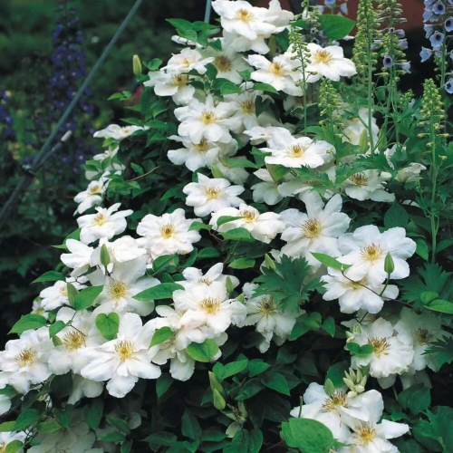 Clematis Madame Le Coultre