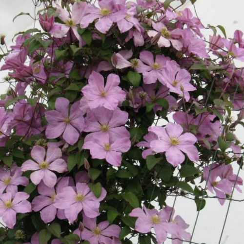 Clematis Madame Baron Veillard
