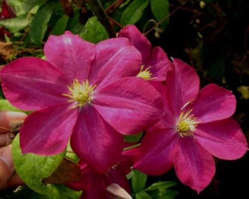 Clematis Madame Edouard Andre