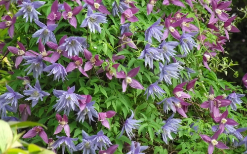 Clematis Maidwell Hall