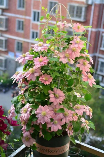 Clematis Little Mermaid