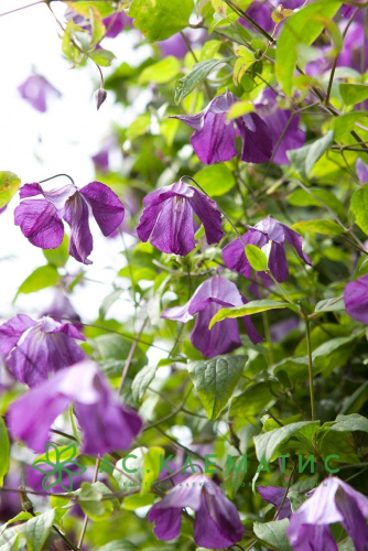 Clematis Little Bas