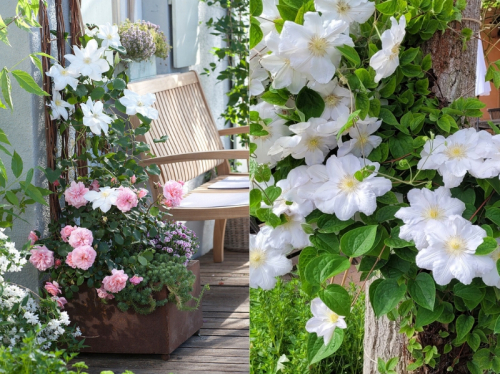 Clematis Madame Le Coultre