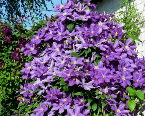 Clematis Luther Burbank