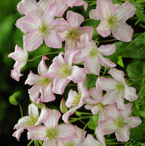 Clematis Little Nell