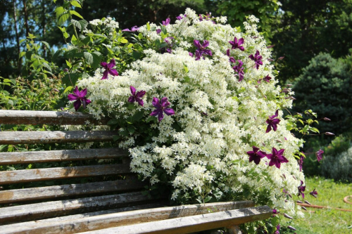 Clematis mandschurica