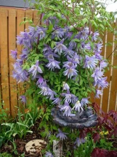 Clematis Maidwell Hall