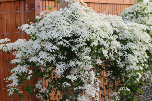 Clematis mandschurica