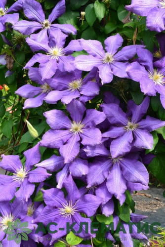 Clematis Luther Burbank