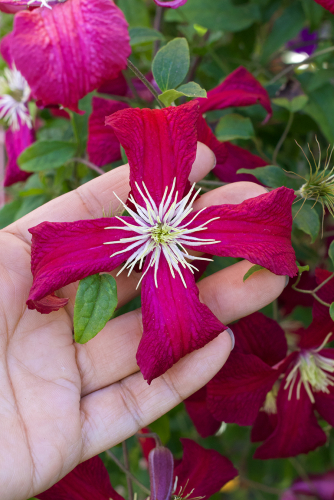 Clematis Madame Jules Correvon