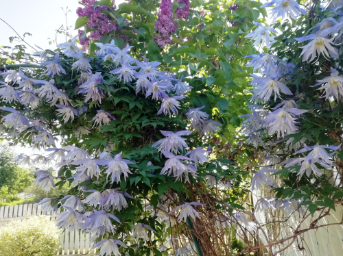 Clematis Maidwell Hall