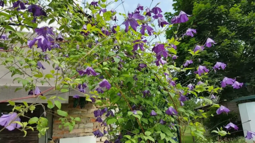 Clematis Little Bas