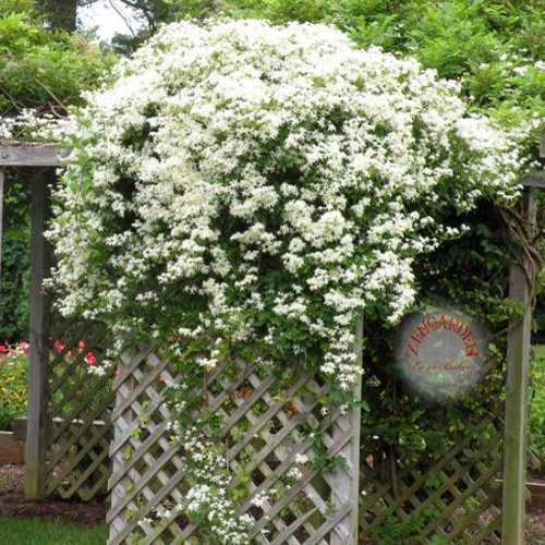 Clematis mandschurica