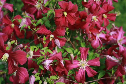Clematis Madame Jules Correvon